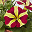 Petunia Queen Of Hearts Summer Bedding plant 13cm, Pack of 4