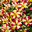 Petunia Queen Of Hearts Summer Bedding plant 13cm, Pack of 4