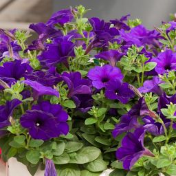 Petunia Trailing Blue Summer Bedding plant 10.5cm, Pack of 6