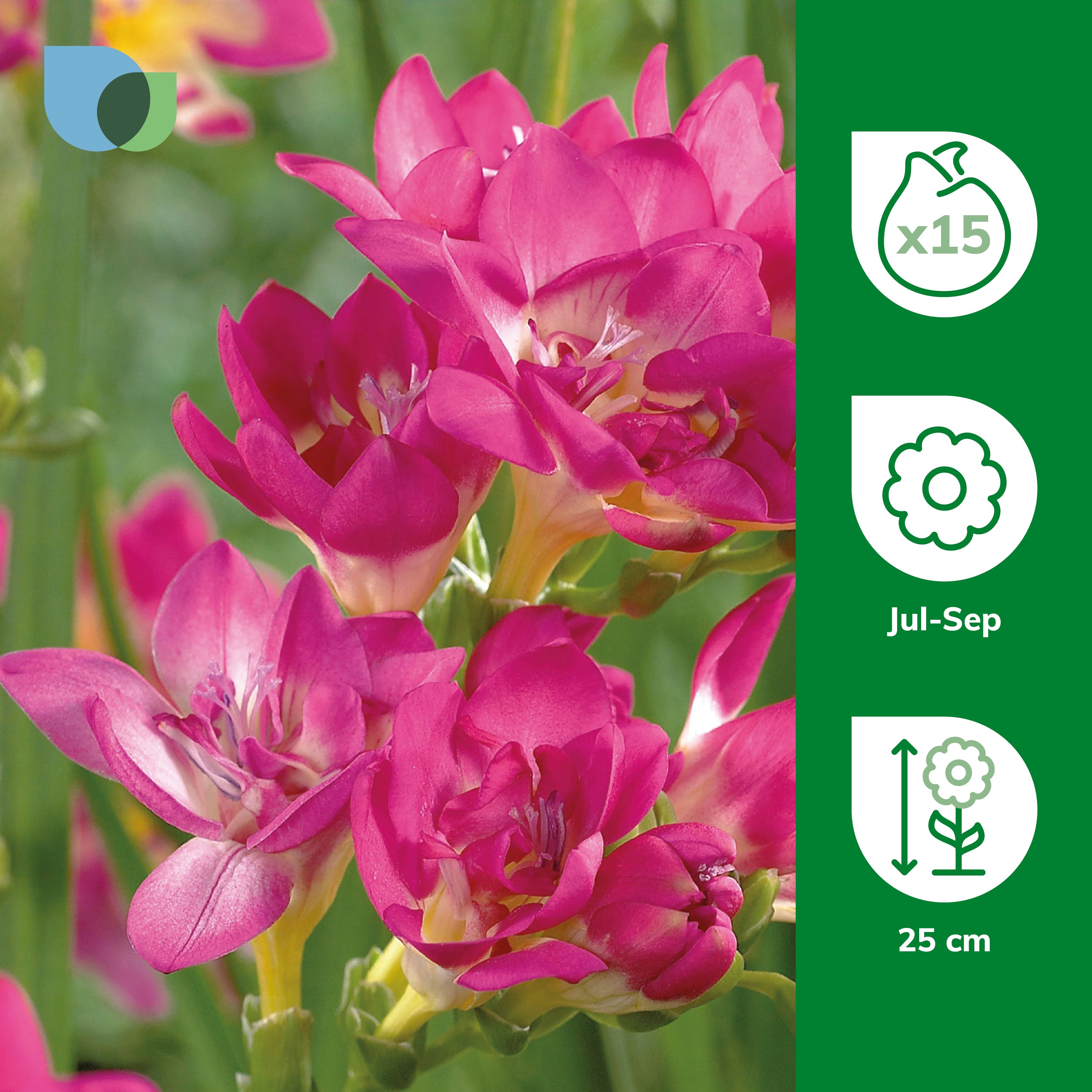Pink Double Freesias Flower bulb, Pack of 15