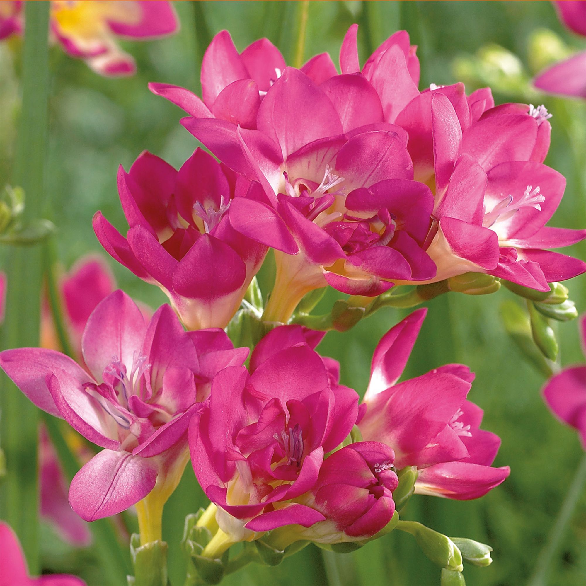 Pink Double Freesias Flower bulb, Pack of 15