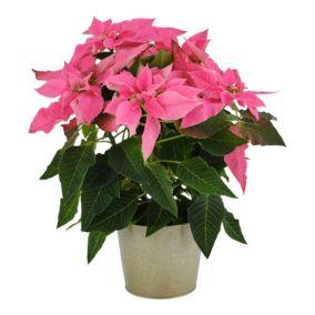 Pink Poinsettia in Champagne Zinc Decorative pot 13cm