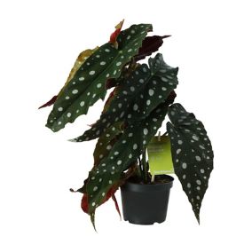 Polka Begonia in 12cm Black Plastic Grow pot