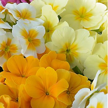 Yellow and cream primroses