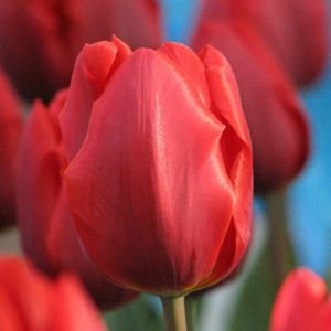 Image of Colour cardinal Tulip Flower bulb