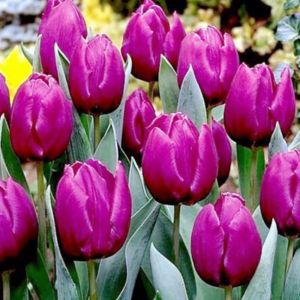 Image of Purple prince Tulip Flower bulb