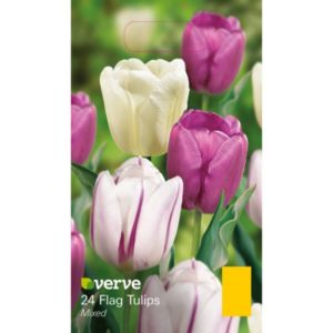 Image of Flag tulip Mixed Bulbs