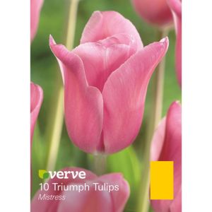 Image of Tulip Mistress Bulbs
