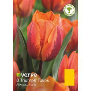 Image of Triumph tulip Princess irene Bulbs
