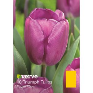 Image of Triumph tulip Purple flag Bulbs
