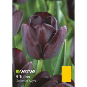 Image of Tulip Queen of night Bulbs