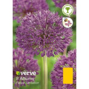 Image of Allium Purple sensation Bulbs