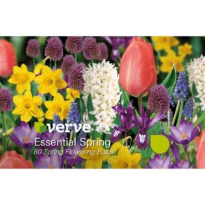 Image of Essential Spring Mixed Bulbs