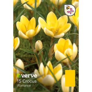 Image of Crocus Chrysanthus romance Bulbs