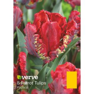 Image of Parrot tulip Rococo Bulbs