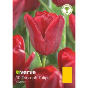 Image of Triumph tulip Seadov Bulbs
