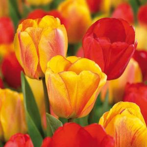 Image of Tulip Apeldoorn mixed Bulbs
