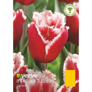 Image of Fringed tulips Canasta Bulbs