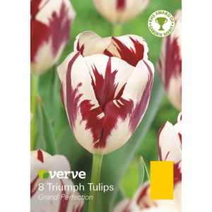 Image of Tulip Grand perfection Bulbs