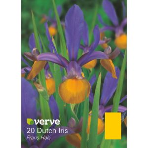 Image of Dutch iris Frans hals Bulbs