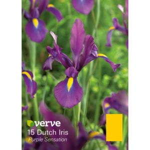 Image of Dutch iris Purple sensation Bulbs