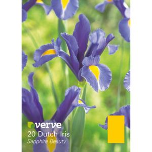 Image of Dutch iris Sapphire beauty Bulbs