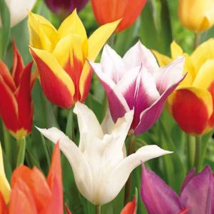 Image of Tulip Lily flowering mixed Bulbs