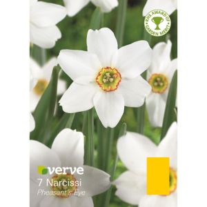 Image of Narcissi Pheasant eye Bulbs