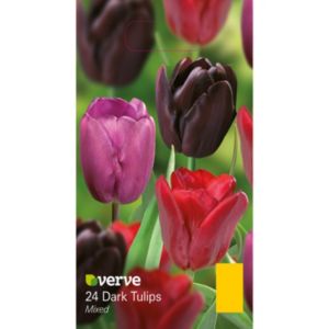 Image of Dark tulip Mixed Bulbs