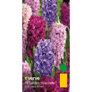 Image of Garden hyacinths Mixed Bulbs