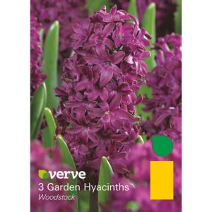 Image of Garden hyacinths Woodstock Bulbs