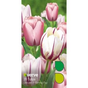 Image of Tulip Ollioules & flaming flag Bulbs
