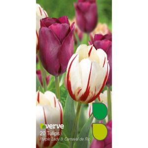 Image of Tulip Purple lady & carnaval de rio Bulbs