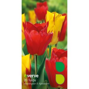 Image of Tulip Washington & apeldoorn Bulbs