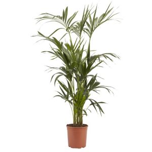 Image of Kentia palm in 24cm Pot