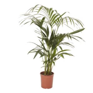 Image of Kentia palm in 19cm Pot