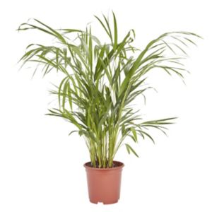 Image of Butterfly palm in 19cm Pot