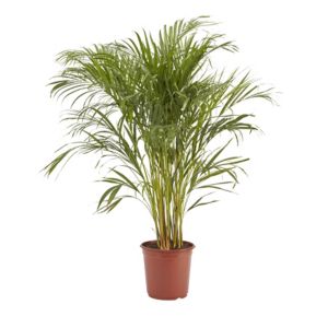 Image of Butterfly palm in 24cm Pot