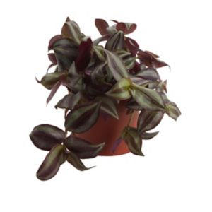 Image of Violet inch plant in 12cm Pot