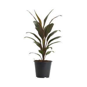 Image of Good luck plant in 12cm Pot