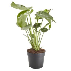 Image of Swiss cheese plant 24cm