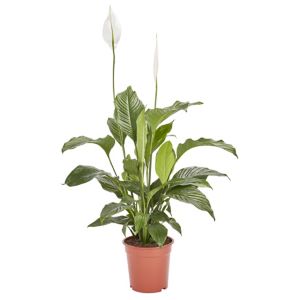 Image of Peace lily in 21cm Pot