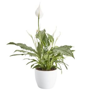 Image of Peace lily in 14cm Pot