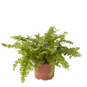 Image of Boston fern in 12cm Pot