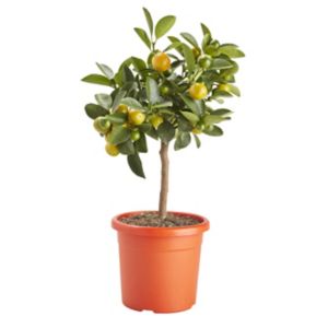 Image of Calamondin orange tree in 14cm Pot