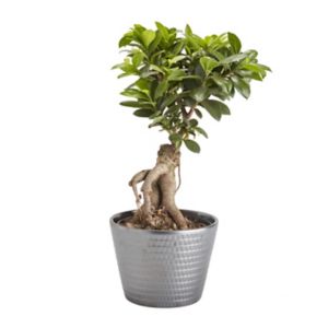 Image of Ficus ginseng bonsai in 17cm Pot