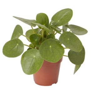 Image of Chinese money plant in 12cm Pot