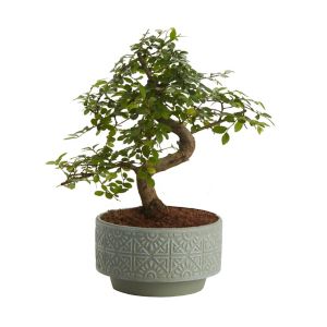Image of Japanese elm bonsai in 15cm Pot