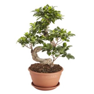 Image of Ficus ginseng bonsai in 20cm Pot