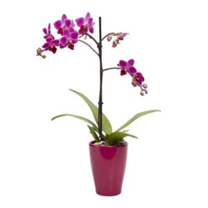 Image of Orchid in 9cm Pot